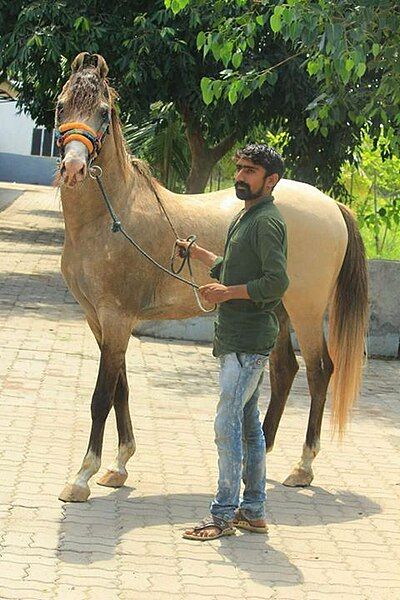 File:Kanayo kathiawari stallion.jpg