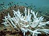 Coral bleaching