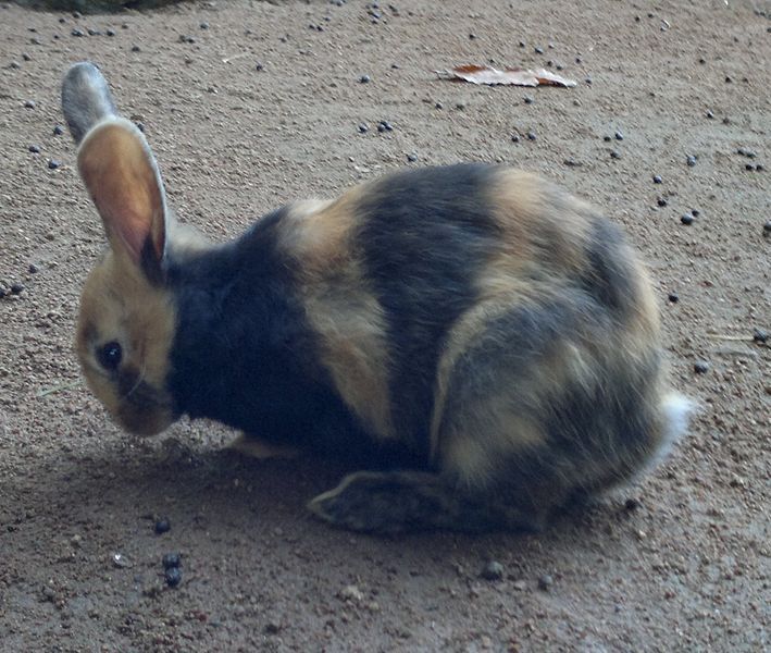 File:Lapin Japonais.jpg