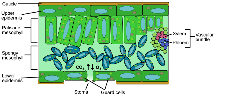 File:Leaf anatomy.svg