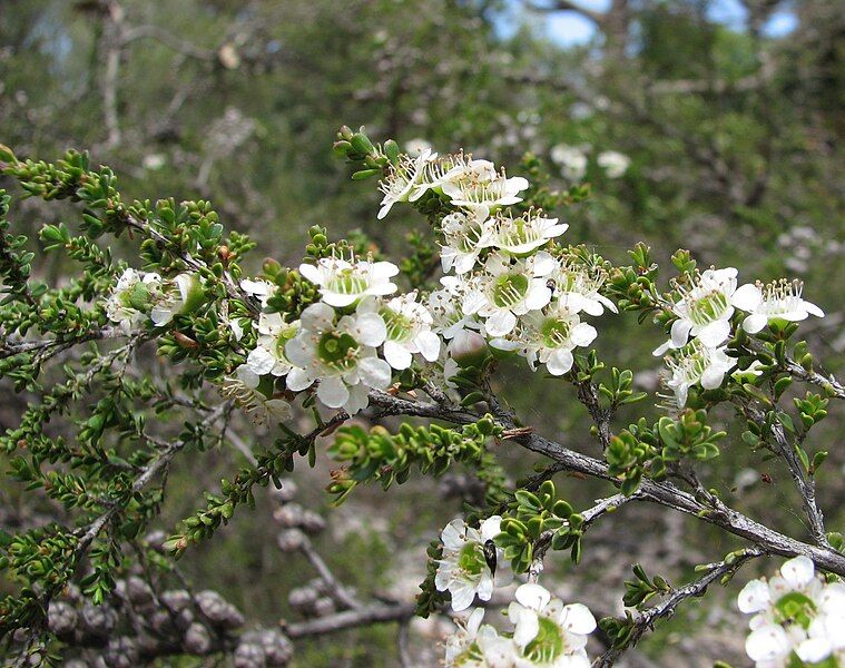 File:Leptospermum liversidgei.jpg