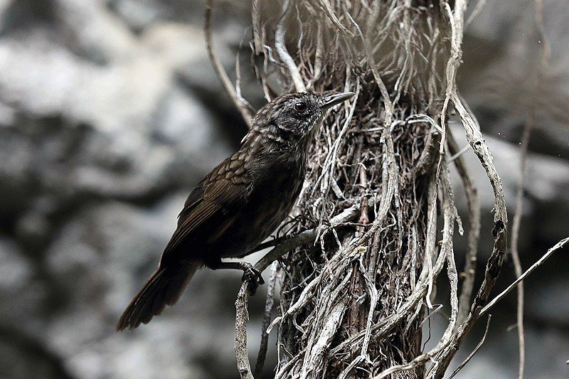 File:Limestone wren-babbler (37917483062).jpg