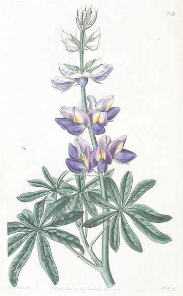 File:Lupinus mutabilis.jpg