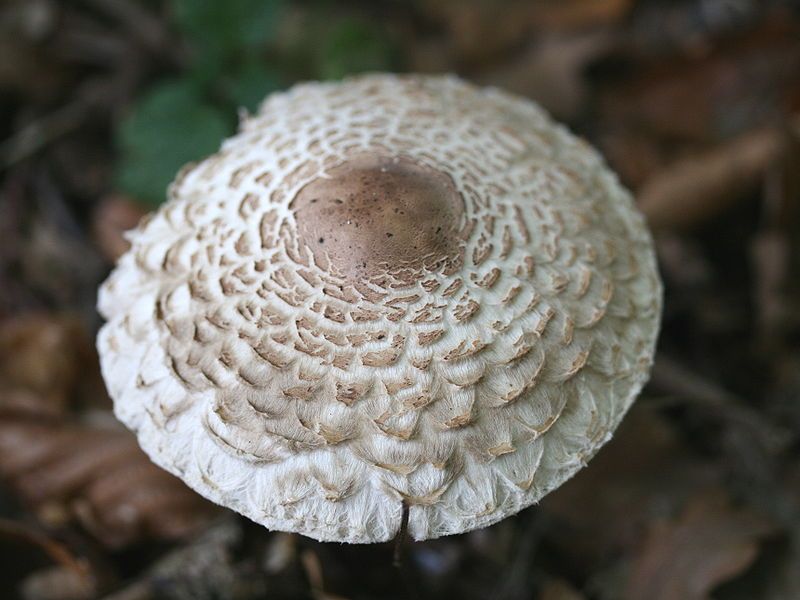 File:Macrolepiota rhacodes JPG3.jpg