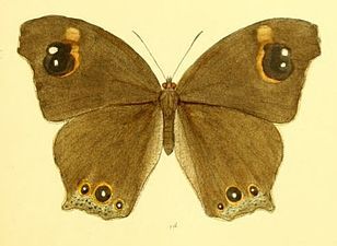 Dorsal view