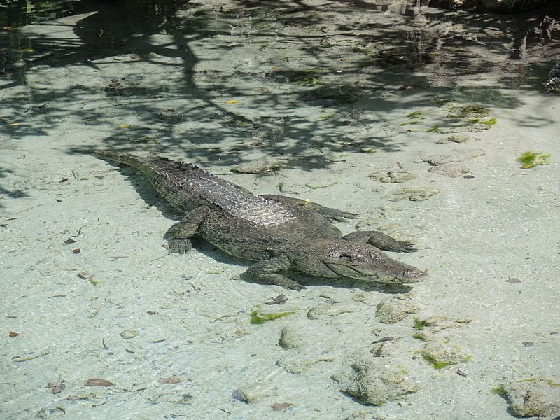 File:MiamiSeaquarium-Crocodile.JPG