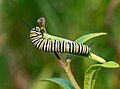 Image 103Monarch butterfly caterpillar on butterfly weed