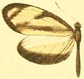 M. p. amelina male