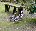 Mulards from the crossing of a Muscovy duck (Cairina moschata) and a wild-type mallard (Anas platyrhynchos)