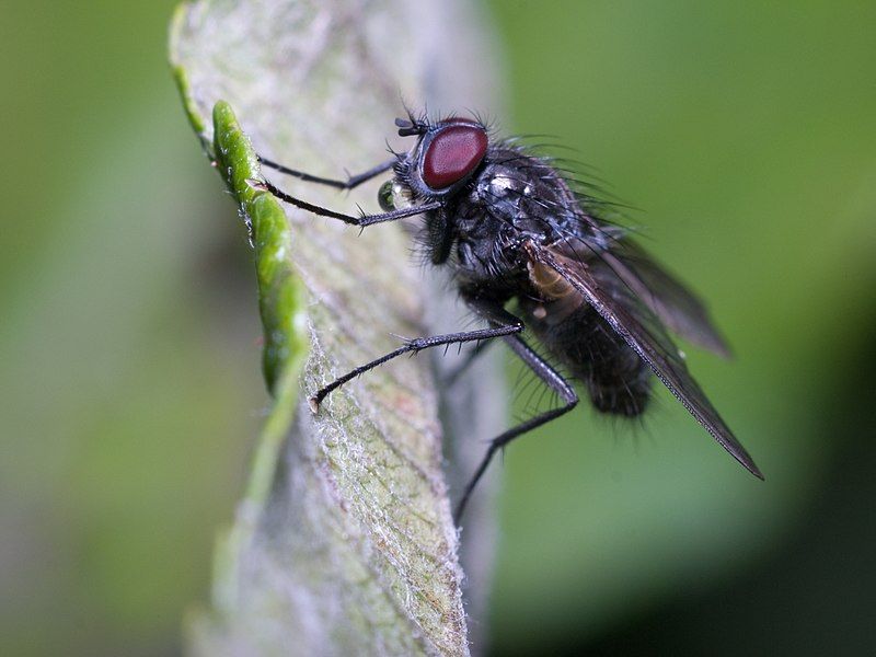 File:Muscidae.jpg