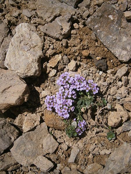 File:Noccaea rotundifolia 000.JPG