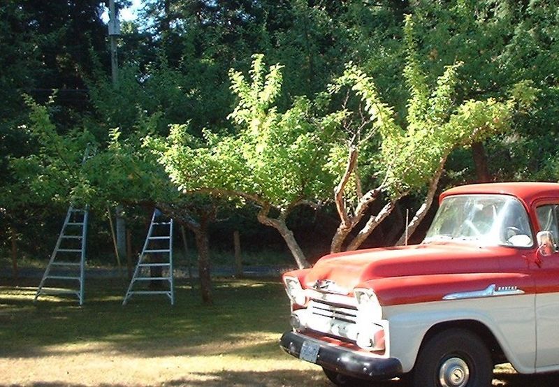 File:Orchard.ladders.jpg