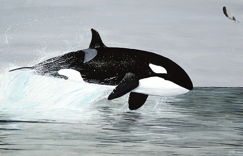 File:Orcinus orca-Zeichnung.jpg