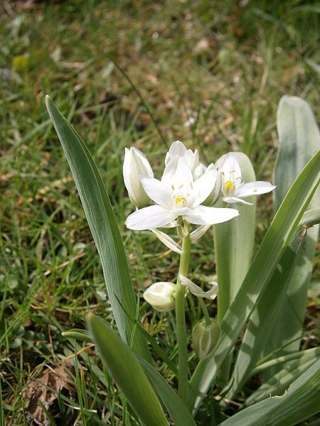 File:Ornithogalum balansae 006.JPG