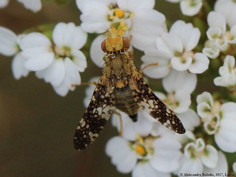 File:Oxyna flavipennis 02.JPG