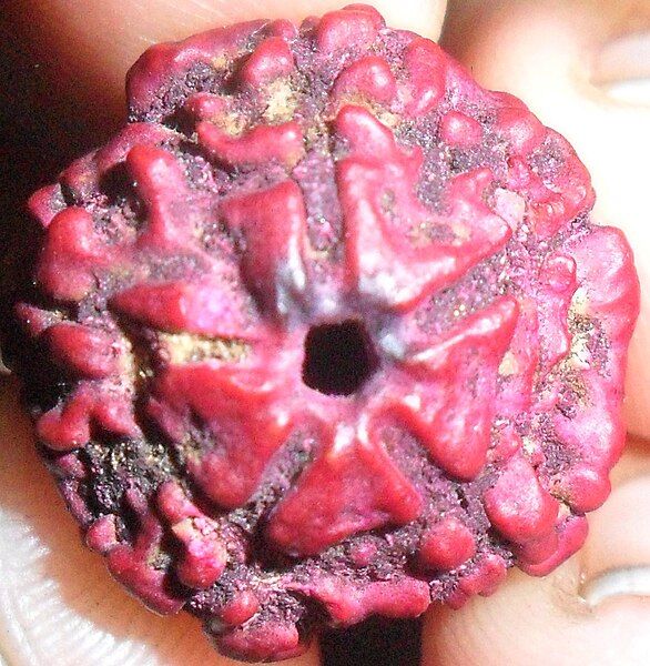 File:Panchamukhi Rudraksha.jpg