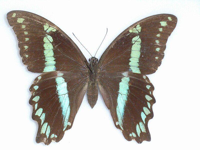 File:Papilio oribazus.JPG