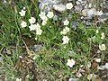 Parnassia palustris