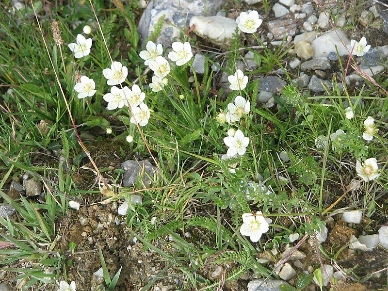 File:Parnassia palustris01.jpg