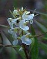 Sickletop lousewort, ditto