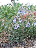 Flowers of Penstemon degeneri