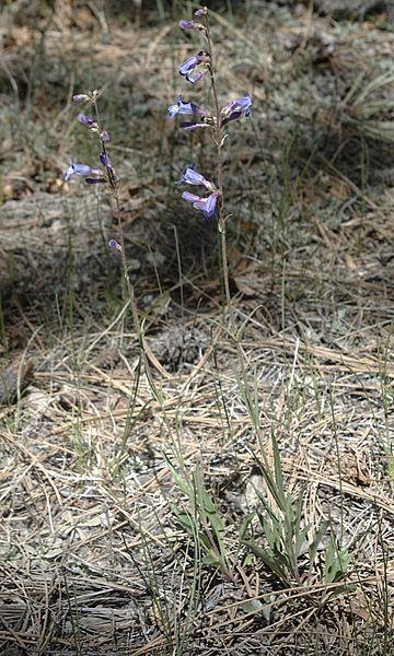 File:Penstemon inflatus habitus.jpg