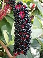 Phytolacca acinosa fruits