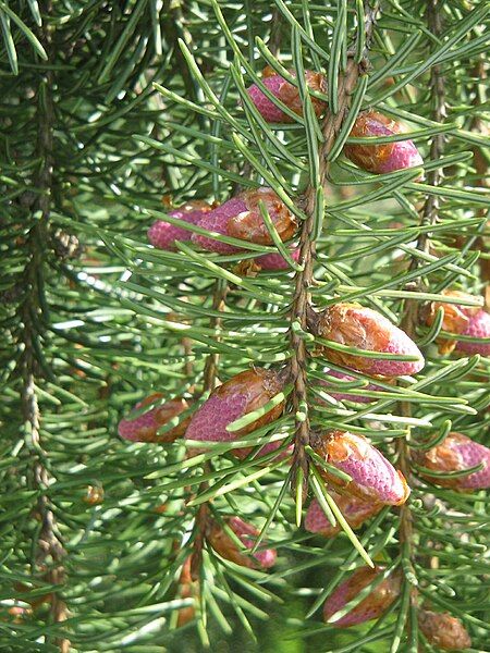 File:Picea breweriana (flowers)2.jpg