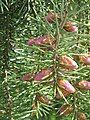 Picea breweriana male cones