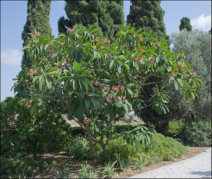 File:Plumeria-Bahai-Gardens-Akko-IZE-0041.jpg