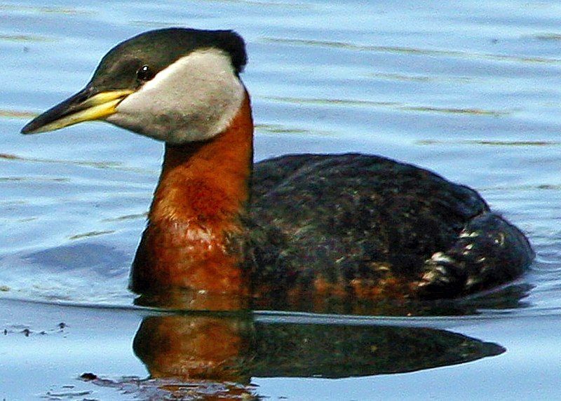 File:Podiceps grisegena2.jpg