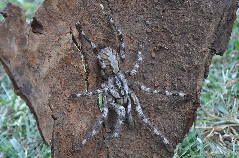 File:Poecilotheria rajaei.JPG