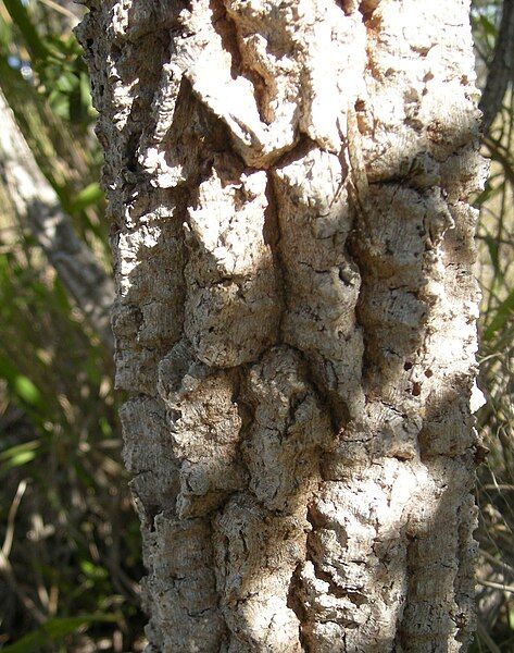 File:Pogonolobus reticulatus bark.jpg