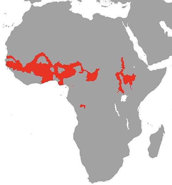 File:Polypterus senegalus Map.jpg