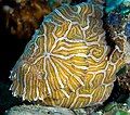 Psychedelic frogfish