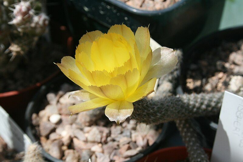 File:Pterocactus megliolii.jpg