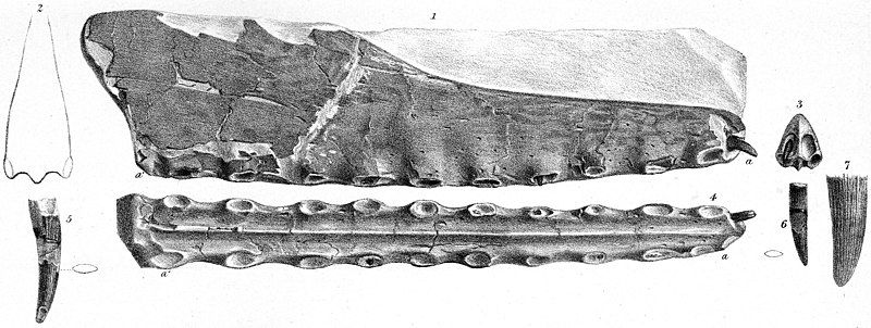 File:Pterodactylus cuvieri.jpg