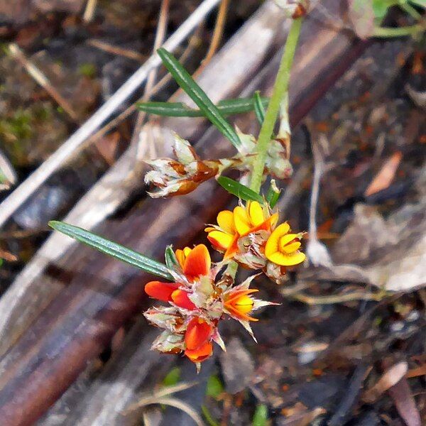 File:Pultenaea parrisiae.jpg