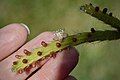 Rhipsalis flagelliformis