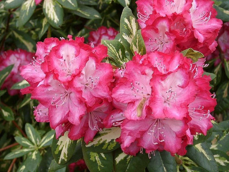 File:RhododendronRoosevelt.jpg