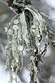 Ramalina fraxinea