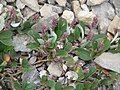 Salix reticulata female plant