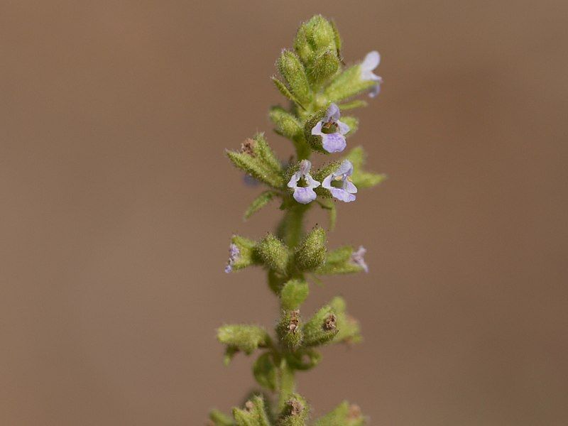 File:Salvia plebeia (5634440434).jpg