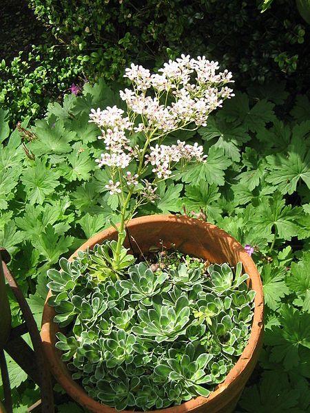 File:Saxifraga cotyledon01.jpg