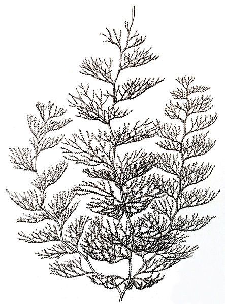 File:Sertularia argentea, Haeckel.jpg