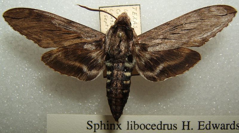 File:Sphinx libocedrus sjh.JPG