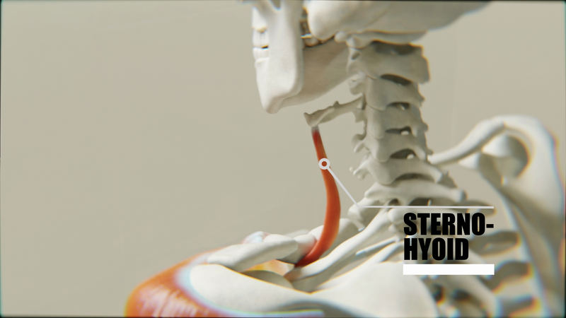 File:SternoHyoid.png