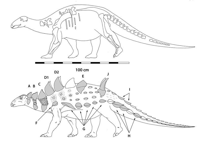 File:Struthiosaurus austriacus.jpg