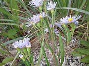 Flower heads showing involucres and phyllaries