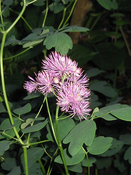 File:Thalictrum aquilegifolium03.jpg